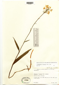 Image of Platanthera bicolor