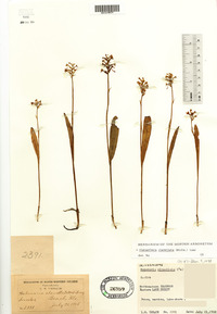 Platanthera clavellata image