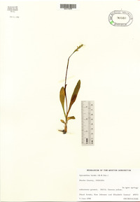 Spiranthes lucida image