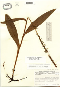 Platanthera flava image