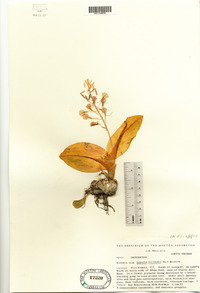 Liparis liliifolia image