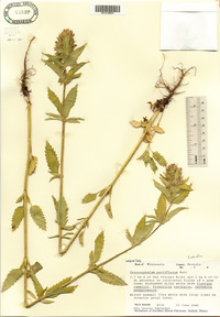 Dracocephalum parviflorum image