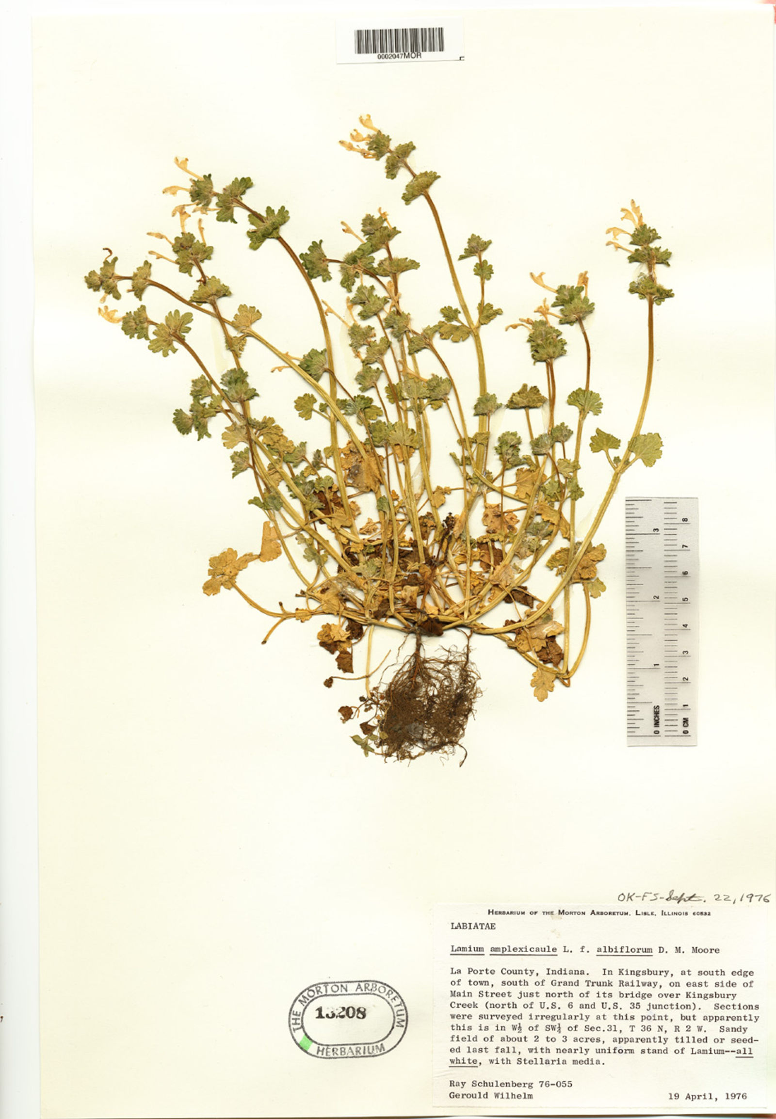 Lamium amplexicaule subsp. amplexicaule image