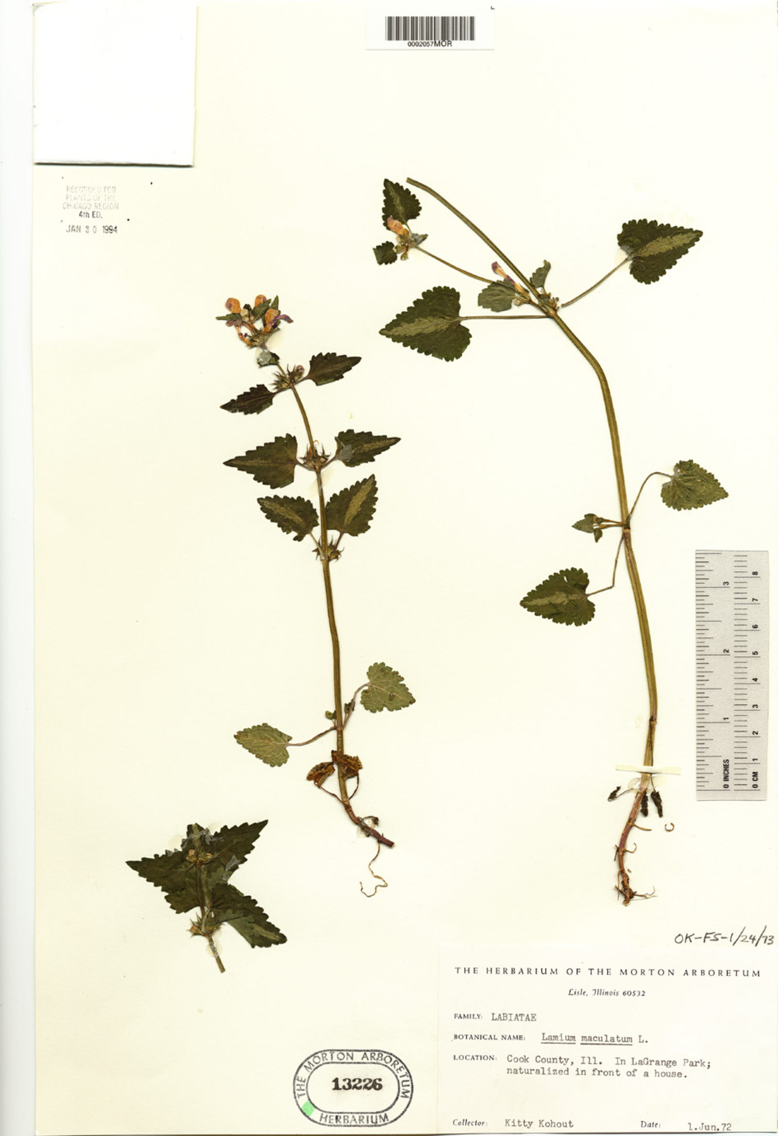 Lamium maculatum image