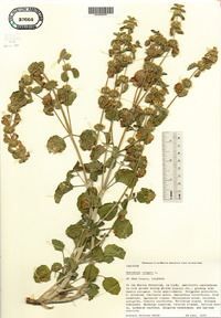 Marrubium vulgare image