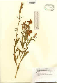 Physostegia virginiana image