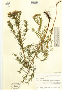 Pycnanthemum tenuifolium image