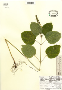 Scutellaria ovata image