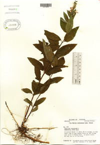 Teucrium canadense image