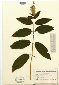 Teucrium canadense var. canadense image