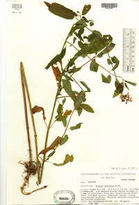 Stachys tenuifolia image