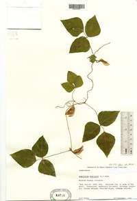 Amphicarpaea bracteata var. comosa image