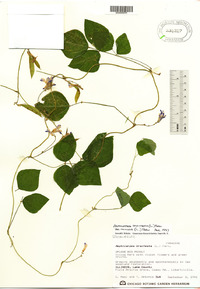 Amphicarpaea bracteata var. comosa image