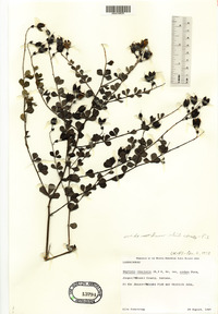 Baptisia tinctoria image