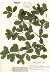 Baptisia alba image