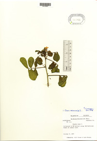 Senna obtusifolia image