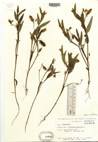 Crotalaria sagittalis image