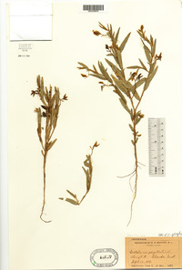 Crotalaria sagittalis image