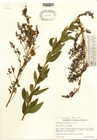 Desmodium canadense image