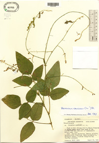 Desmodium canescens image