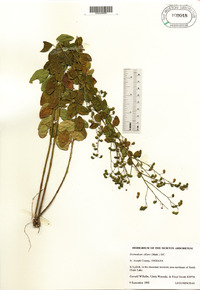 Desmodium ciliare image