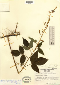 Desmodium cuspidatum image