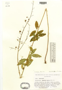 Desmodium rigidum image