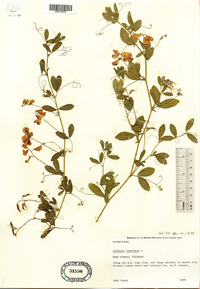 Lathyrus tuberosus image