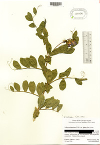 Lathyrus japonicus image