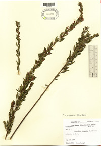 Lespedeza virginica image