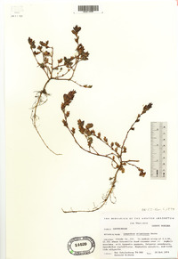 Kummerowia stipulacea image