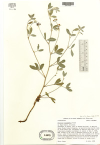 Pediomelum argophyllum image