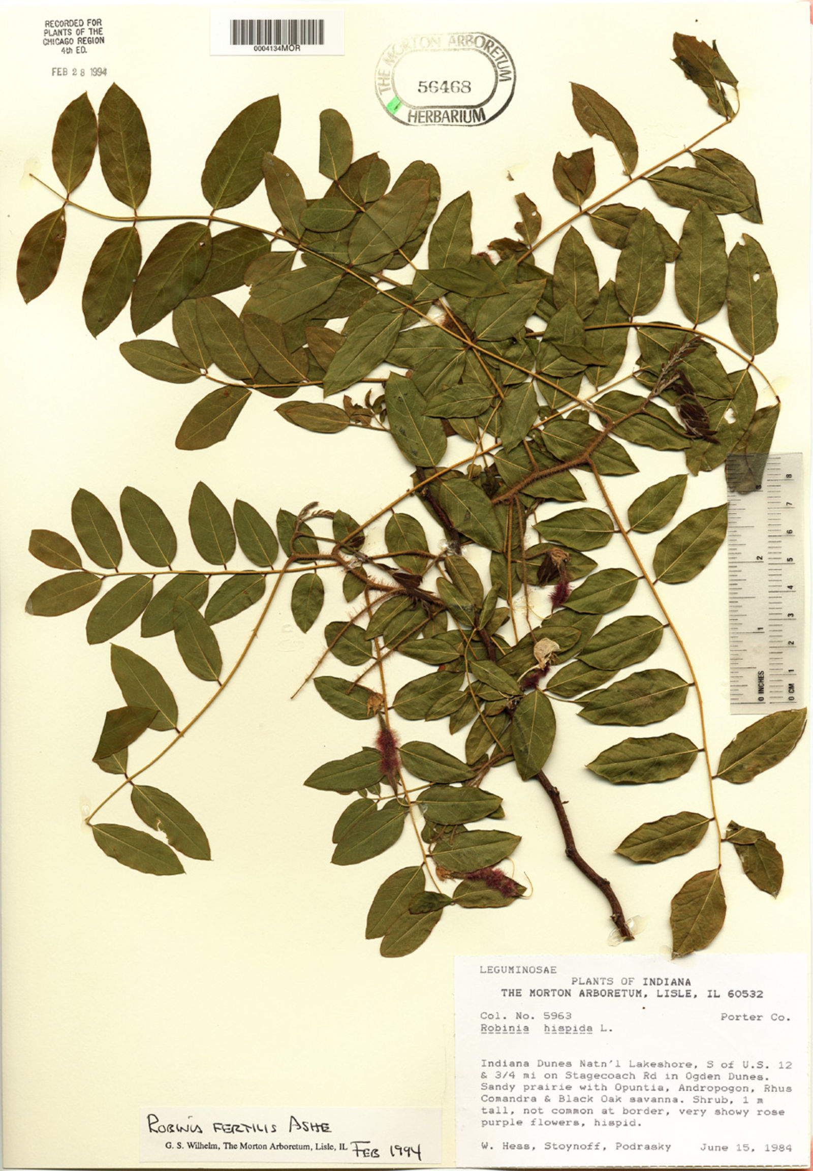 Robinia fertilis image