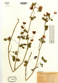 Trifolium hybridum image