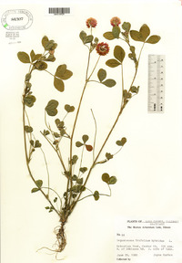 Trifolium hybridum image