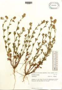 Trifolium arvense image