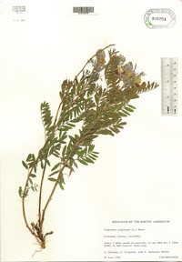 Tephrosia virginiana image