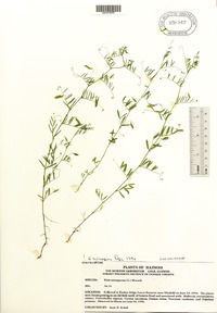 Vicia tetrasperma image