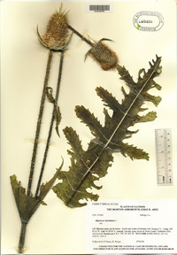 Dipsacus laciniatus image