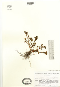 Portulaca oleracea image