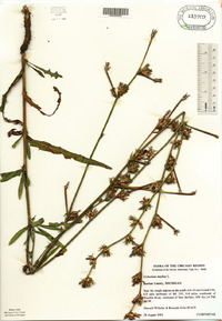 Cichorium intybus image