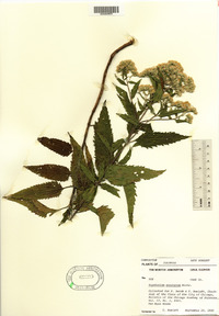 Eupatorium serotinum image