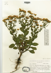 Heterotheca subaxillaris image