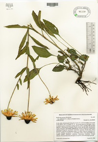 Rudbeckia fulgida var. speciosa image