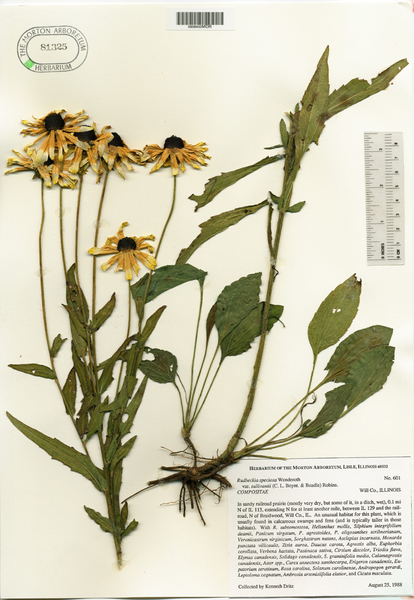 Rudbeckia fulgida var. speciosa image