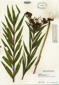 Vernonia fasciculata image