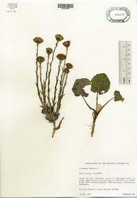 Tussilago farfara image