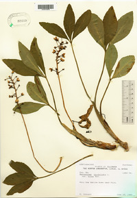 Menyanthes trifoliata image