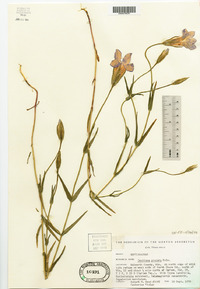 Gentiana procera image