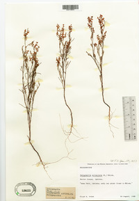 Polygonella articulata image